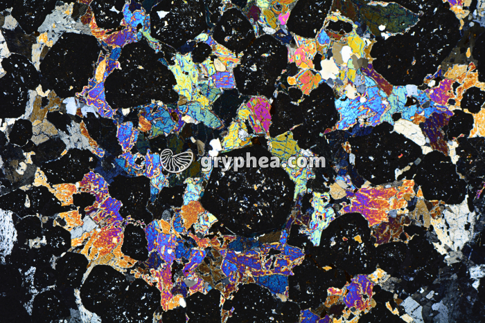 Eclogite LPA x3,5 - gryphea.org